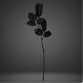 Black Rose with Red Glitter
